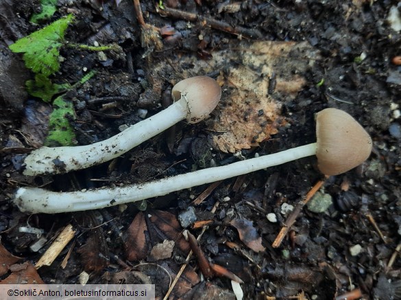 Coprinopsis marcescibilis