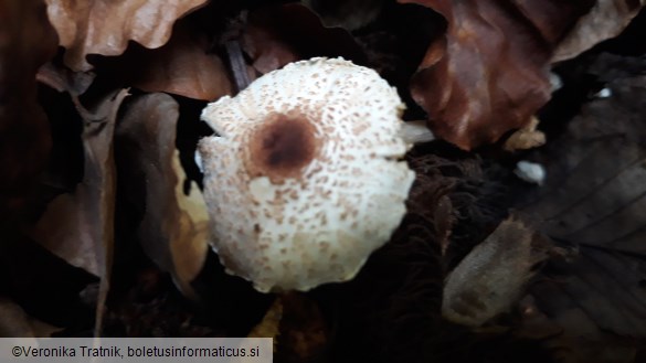 Lepiota cristata