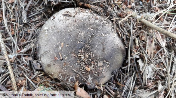 Russula nigricans