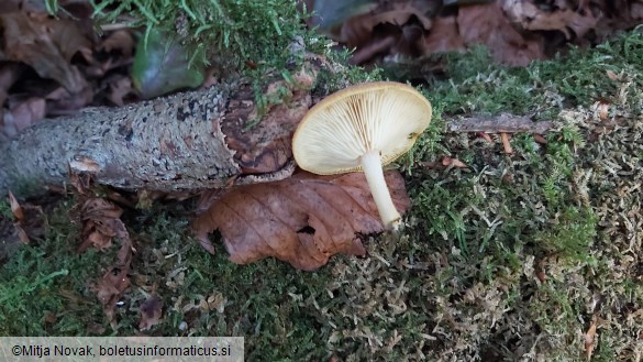 Tricholomopsis decora