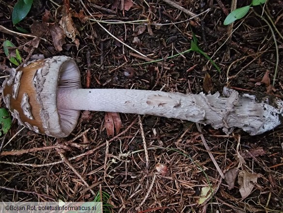 Amanita ceciliae