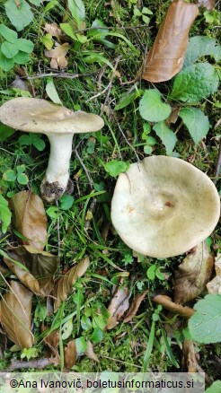 Russula heterophylla