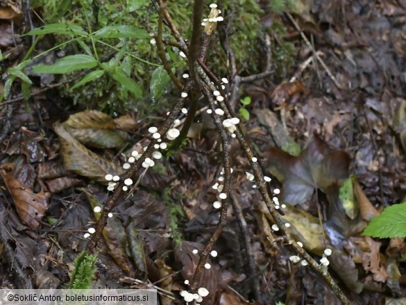 Collybiopsis ramealis