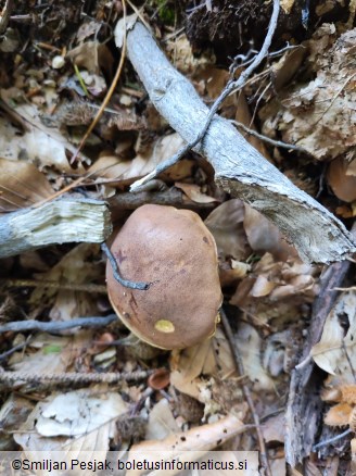 Boletus badius