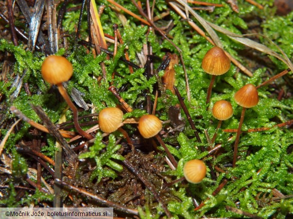 Galerina atkinsoniana