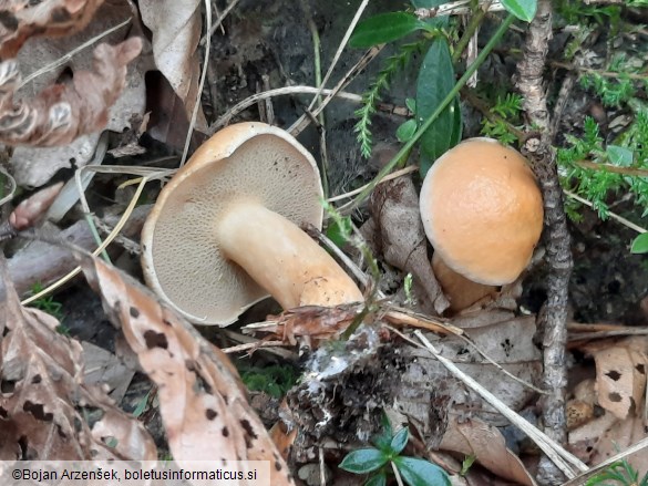 Suillus bovinus