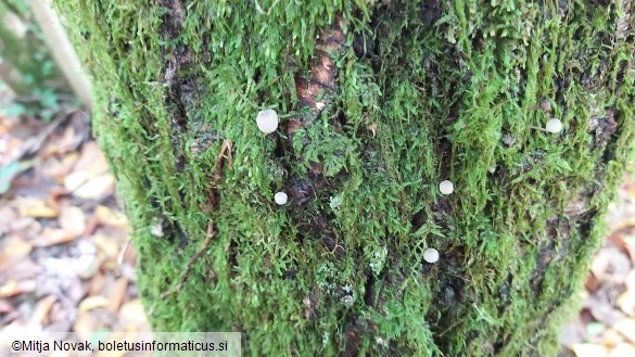 Mycena pseudocorticola