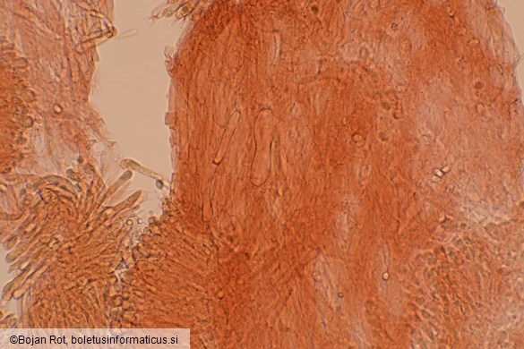 Cuphophyllus fornicatus