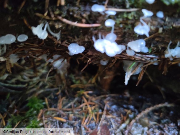 Delicatula integrella