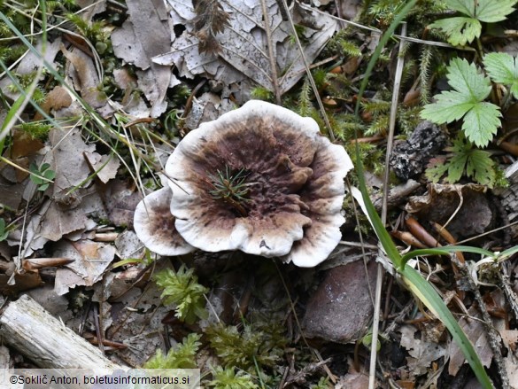 Hydnellum peckii