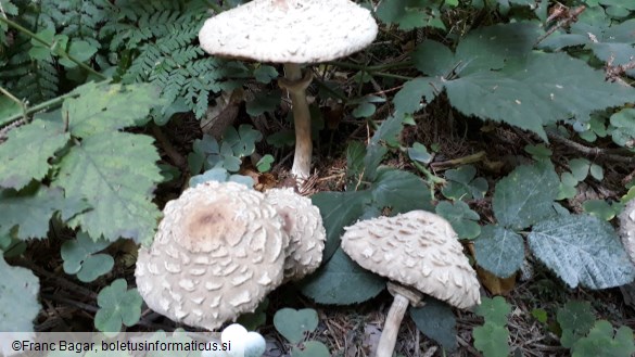 Chlorophyllum olivieri