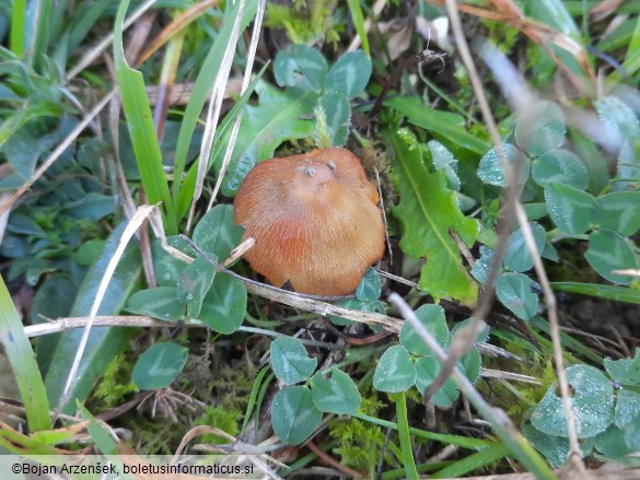 Hygrocybe cinereifolia