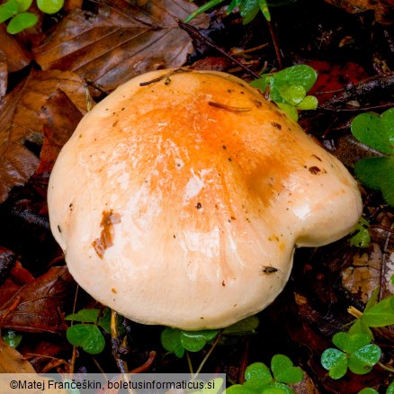 Hygrophorus abieticola