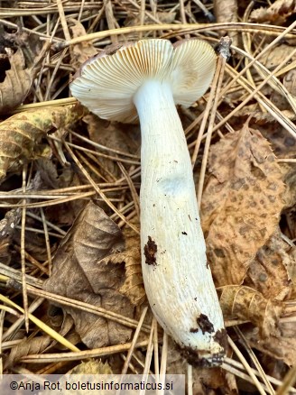 Russula firmula