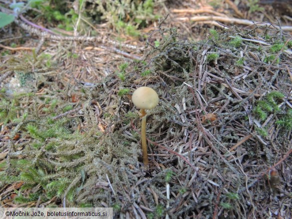 Conocybe vexans