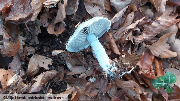 Stropharia cyanea