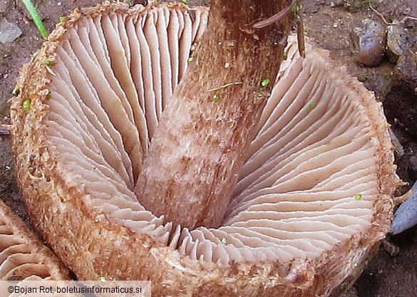 Inocybe lacera