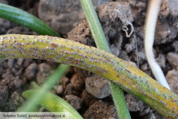 Puccinia liliacearum