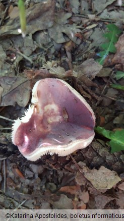 Russula amoena