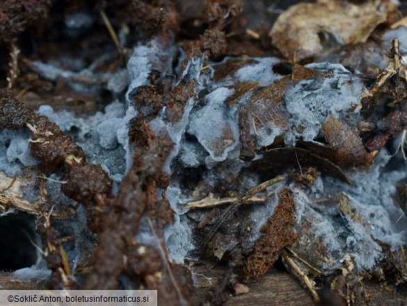 Byssocorticium atrovirens