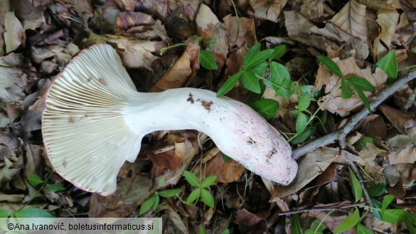 Russula lepida