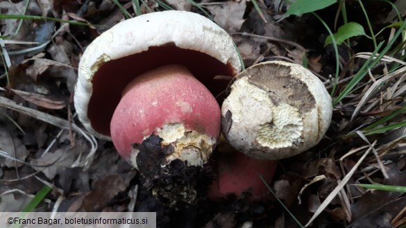 Rubroboletus satanas