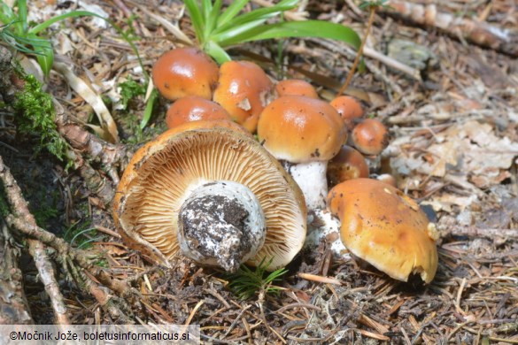 Cortinarius turmalis