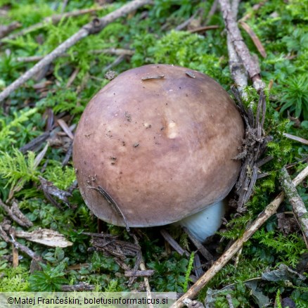 Russula integra