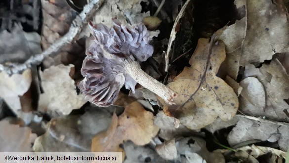 Laccaria amethystina