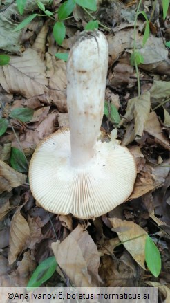 Russula grata