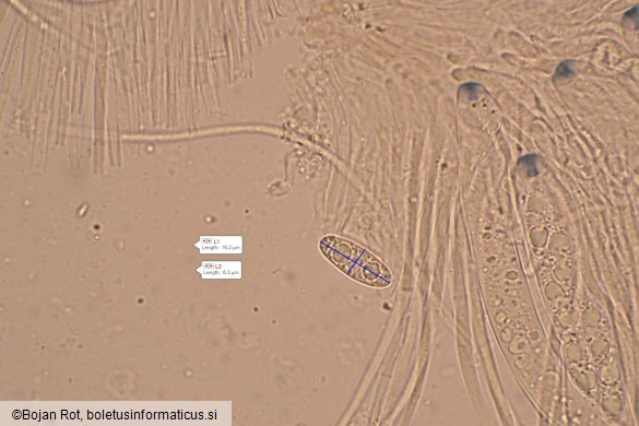 Lanzia luteovirescens