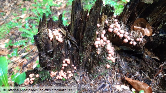 Lycogala epidendrum