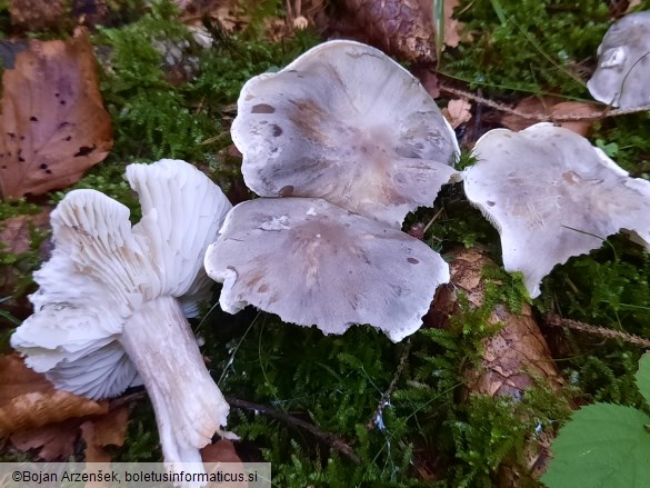 Tricholoma saponaceum