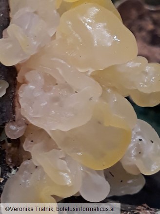 Tremella mesenterica