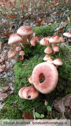 Hypholoma sublateritium
