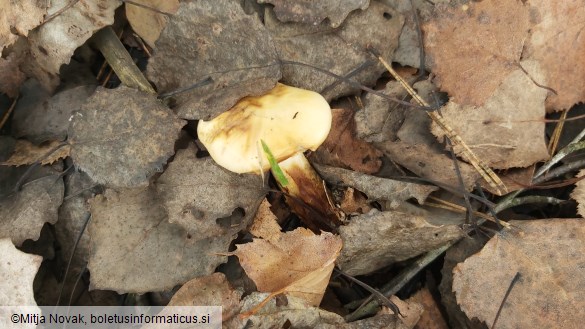 Cortinarius trivialis