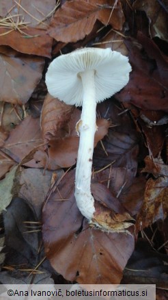 Lepiota clypeolaria