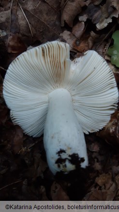 Russula galochroa