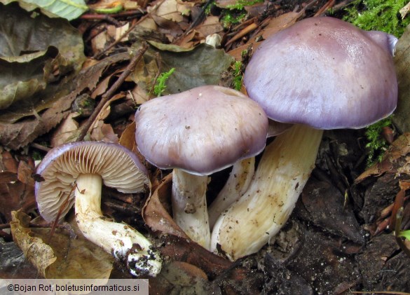 Cortinarius croceocaeruleus