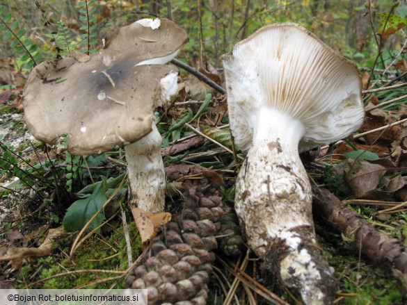 Hygrophorus latitabundus