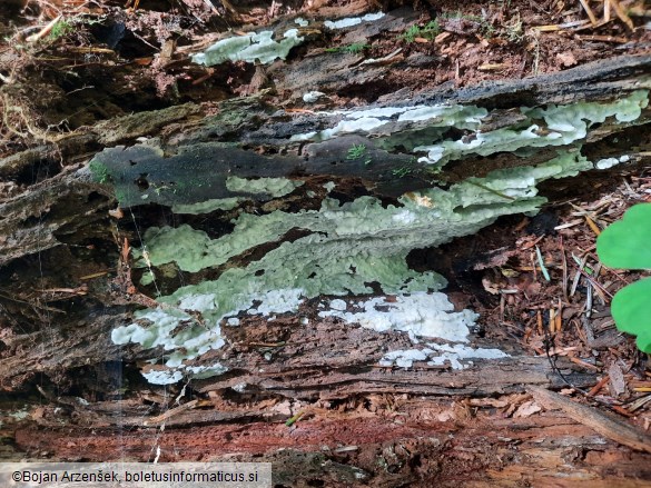 Physisporinus vitreus