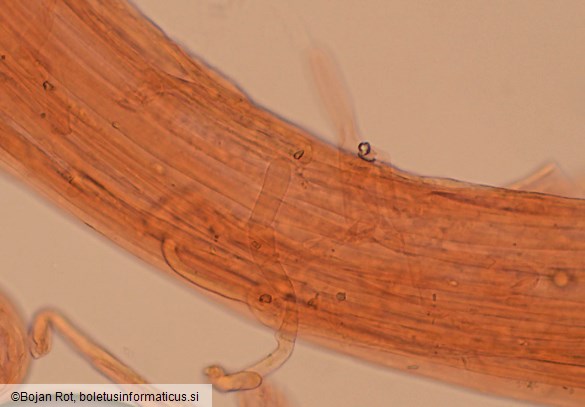 Pseudosperma obsoletum