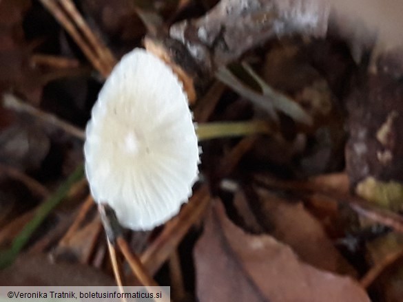 Mycena epipterygia