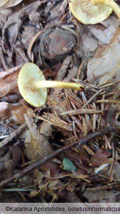 Pholiota tuberculosa