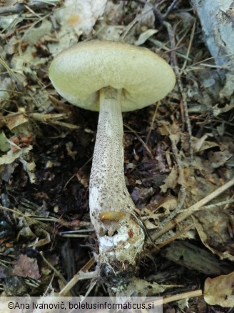 Leccinum scabrum