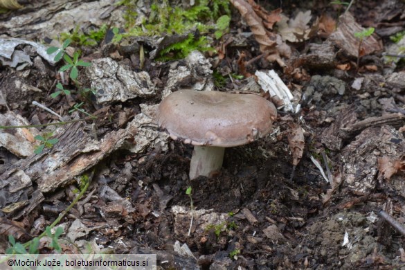 Lactarius luridus