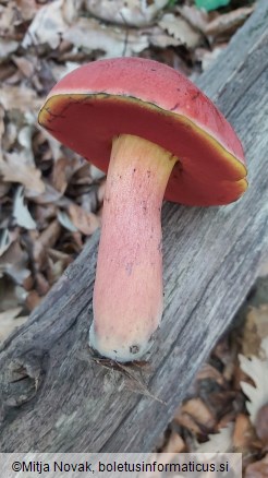 Rubroboletus dupainii