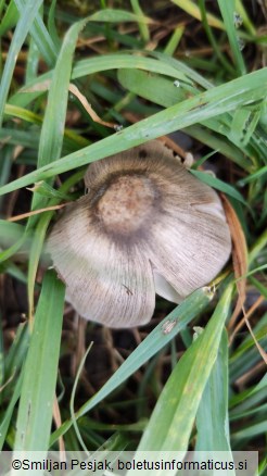 Coprinopsis atramentaria