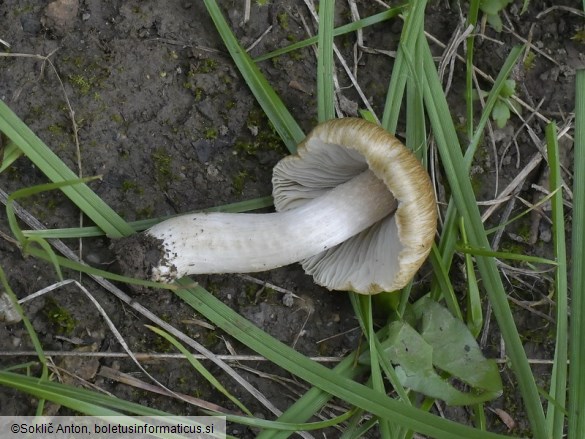Pseudosperma spurium
