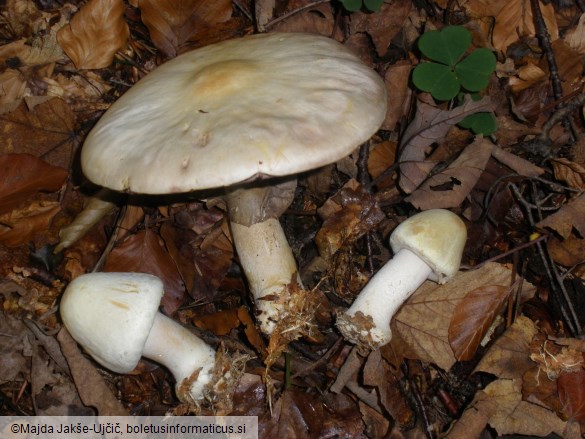 Agaricus silvicola